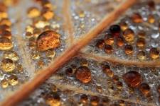 Alexandre DESCHAUMES - Deschaumes